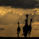 Beverly Joubert Instagram - There's a special elegance and grace reserved for giraffes. That silhouette, unmistakable against a golden sky, floats with purpose and poise across the savannah. Their unique form has awed visitors to Africa for centuries, but like so many other species, giraffes are in trouble. Populations have plummeted by 40% in just the last 30 years, and there are now fewer than 70,000 mature individuals left in the wild. We know what must be done to save them: prioritise conservation efforts, safeguard habitats, address threats like illegal hunting. If we don't act now, we stand to lose these iconic creatures forever.⁣ ⁣ #giraffes #giraffeconservation #wildlifeconservation