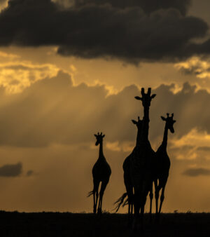 Beverly Joubert Instagram - There's a special elegance and grace reserved for giraffes. That silhouette, unmistakable against a golden sky, floats with purpose and poise across the savannah. Their unique form has awed visitors to Africa for centuries, but like so many other species, giraffes are in trouble. Populations have plummeted by 40% in just the last 30 years, and there are now fewer than 70,000 mature individuals left in the wild. We know what must be done to save them: prioritise conservation efforts, safeguard habitats, address threats like illegal hunting. If we don't act now, we stand to lose these iconic creatures forever.⁣
⁣
#giraffes #giraffeconservation #wildlifeconservation