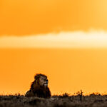 Beverly Joubert Instagram - Following a territorial tussle with a rival male, this dominant duo basked in the last light of the day, confident that they had successfully defended their turf. In a highly competitive and harsh environment like theirs, the key to survival often lies in alliances. The challenges of accessing resources, securing territory, and achieving genetic success are amplified when faced alone. Male lion coalitions are frequently forged between siblings, but they can also develop between unrelated cats, out of necessity and mutual advantage. The daily struggles of lion life become much more manageable when shared.⁣ ⁣ #bigcats #lions #bigcatsofinstagram