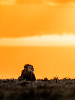 Beverly Joubert Instagram - Following a territorial tussle with a rival male, this dominant duo basked in the last light of the day, confident that they had successfully defended their turf. In a highly competitive and harsh environment like theirs, the key to survival often lies in alliances. The challenges of accessing resources, securing territory, and achieving genetic success are amplified when faced alone. Male lion coalitions are frequently forged between siblings, but they can also develop between unrelated cats, out of necessity and mutual advantage. The daily struggles of lion life become much more manageable when shared.⁣
⁣
#bigcats #lions #bigcatsofinstagram