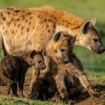 Beverly Joubert Instagram - Three generations. ⁣⁣ ⁣⁣ Spotted hyenas do not begin life with their speckled coats. In the first few weeks of their lives, hyenas have pitch-black fur, which is gradually replaced with tawny spotted pelages as they mature. This portrait captures the natural progression from tiny, dark-furred pup to a scruffy teenager, finally culminating in the hirsute pelt most characteristic of the species.⁣⁣ ⁣⁣ #hyena #wildlife #nature