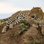Beverly Joubert Instagram – Draped over a termite mound in typical cat-like fashion, tail swishing as if it had a life of its own, we could almost hear her panting in the afternoon heat. Although leopards are notoriously shy creatures, if you’re able to earn their trust, they’ll flaunt their feline elegance – posing as if aware of their photogenic form.⁣
⁣
#leopard #wildlife #nature