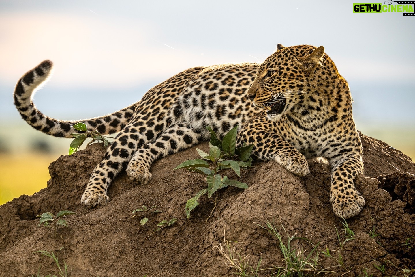 Beverly Joubert Instagram - Draped over a termite mound in typical cat-like fashion, tail swishing as if it had a life of its own, we could almost hear her panting in the afternoon heat. Although leopards are notoriously shy creatures, if you're able to earn their trust, they'll flaunt their feline elegance – posing as if aware of their photogenic form. #leopard #wildlife #nature