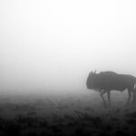 Beverly Joubert Instagram - In a swirling haze of morning mist, a lone wildebeest treks across a vast Kenyan savannah. In this part of the world, wildebeest are rarely on their own, and the rest of this loner's herd was not far away. Each year, the Serengeti and Mara landscapes play host to one of the largest movements of animals on the planet, as more than a million wildebeest surge across the landscape on their way to better grazing grounds. It's a migration that today is threatened by fences, roads and settlements that cut the animals off from their historical routes. This affects tourism in the area and creates an ecological imbalance that can have a long-lasting impact on our planet. Research indicates that without large numbers of wildebeest to consume vegetation on the plains, wildfires would become more frequent and intense, transforming the Serengeti landscape from a giant carbon reservoir to a contributor to rising carbon levels in the atmosphere. Although we still have much to learn about the intricacies of the natural world and the interplay between different species, one thing is clear: the more damage we do to delicate ecosystems, the greater the risk to our planet.⁣ ⁣ #wildlife #nature #conservation #wildebeest #migration