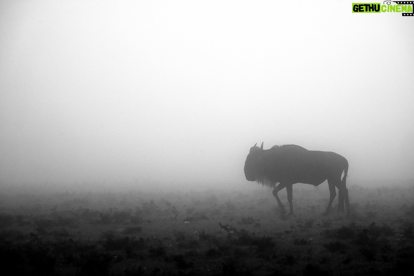 Beverly Joubert Instagram - In a swirling haze of morning mist, a lone wildebeest treks across a vast Kenyan savannah. In this part of the world, wildebeest are rarely on their own, and the rest of this loner's herd was not far away. Each year, the Serengeti and Mara landscapes play host to one of the largest movements of animals on the planet, as more than a million wildebeest surge across the landscape on their way to better grazing grounds. It's a migration that today is threatened by fences, roads and settlements that cut the animals off from their historical routes. This affects tourism in the area and creates an ecological imbalance that can have a long-lasting impact on our planet. Research indicates that without large numbers of wildebeest to consume vegetation on the plains, wildfires would become more frequent and intense, transforming the Serengeti landscape from a giant carbon reservoir to a contributor to rising carbon levels in the atmosphere. Although we still have much to learn about the intricacies of the natural world and the interplay between different species, one thing is clear: the more damage we do to delicate ecosystems, the greater the risk to our planet. #wildlife #nature #conservation #wildebeest #migration