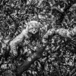 Beverly Joubert Instagram - Come behind the lens with photographer @BeverlyJoubert as she shares her experiences documenting the life of cheetahs and their families. Beverly Joubert is a National Geographic Explorer-in-Residence. She has specialized in African photography for nearly 35 years, with images in a dozen or more National Geographic Magazines, in more than12 books, and thousands of articles around the world. Browse her print and others at the link in bio! Proceeds support the photographers and the incredible work of the @JaneGoodallInst. #CelebrateJane #conservationphotography #Africa #cheetah #womeninstem #wildlifephotography #printsale #fineart