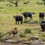 Beverly Joubert Instagram - He may be a dominant male, but this lion turned tail when faced with five well-horned buffaloes. There's an age-old rivalry between these two species, and with that seems to come mutual respect. Aware that without the element of surprise or the support of the pride, standing up to this formidable wall of bovine strength would be foolish, the lion made a wise and hasty retreat. His time may come, though. When one of the buffaloes is weakened by age or injury or strays too far from the herd, the lion and his pride will not be far away.⁣ ⁣ #lion #wildlife #nature #bigcats