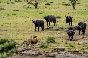 Beverly Joubert Instagram - He may be a dominant male, but this lion turned tail when faced with five well-horned buffaloes. There's an age-old rivalry between these two species, and with that seems to come mutual respect. Aware that without the element of surprise or the support of the pride, standing up to this formidable wall of bovine strength would be foolish, the lion made a wise and hasty retreat. His time may come, though. When one of the buffaloes is weakened by age or injury or strays too far from the herd, the lion and his pride will not be far away.⁣
⁣
#lion #wildlife #nature #bigcats