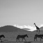 Beverly Joubert Instagram - Water-dependent species like zebras and giraffes are creatures of habit. Aligned with their bodily rhythms and the ebb and flow of the seasons, they march along well-worn paths between grazing grounds and water sources. On the open savannahs of East Africa, their paths become like crisscrossed brushstrokes, etched into the earth, reminding us of their journey and the importance of ensuring that we do not let their tracks fade away.⁣ ⁣ #nature #wildlife