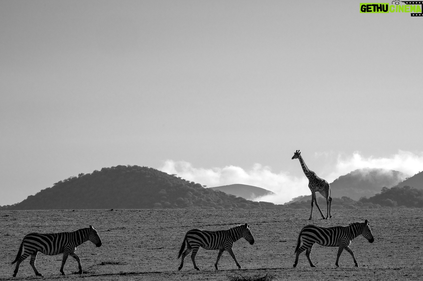 Beverly Joubert Instagram - Water-dependent species like zebras and giraffes are creatures of habit. Aligned with their bodily rhythms and the ebb and flow of the seasons, they march along well-worn paths between grazing grounds and water sources. On the open savannahs of East Africa, their paths become like crisscrossed brushstrokes, etched into the earth, reminding us of their journey and the importance of ensuring that we do not let their tracks fade away. #nature #wildlife