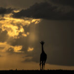 Beverly Joubert Instagram - There's a special elegance and grace reserved for giraffes. That silhouette, unmistakable against a golden sky, floats with purpose and poise across the savannah. Their unique form has awed visitors to Africa for centuries, but like so many other species, giraffes are in trouble. Populations have plummeted by 40% in just the last 30 years, and there are now fewer than 70,000 mature individuals left in the wild. We know what must be done to save them: prioritise conservation efforts, safeguard habitats, address threats like illegal hunting. If we don't act now, we stand to lose these iconic creatures forever.⁣ ⁣ #giraffes #giraffeconservation #wildlifeconservation