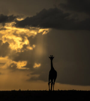 Beverly Joubert Instagram - There's a special elegance and grace reserved for giraffes. That silhouette, unmistakable against a golden sky, floats with purpose and poise across the savannah. Their unique form has awed visitors to Africa for centuries, but like so many other species, giraffes are in trouble. Populations have plummeted by 40% in just the last 30 years, and there are now fewer than 70,000 mature individuals left in the wild. We know what must be done to save them: prioritise conservation efforts, safeguard habitats, address threats like illegal hunting. If we don't act now, we stand to lose these iconic creatures forever.⁣
⁣
#giraffes #giraffeconservation #wildlifeconservation