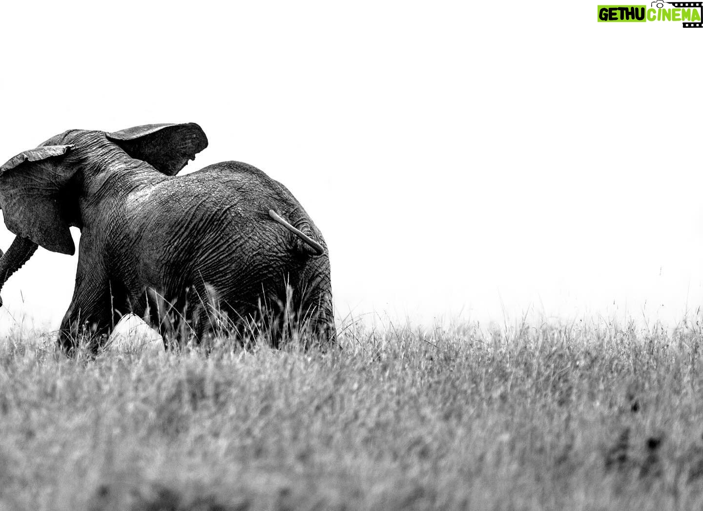 Beverly Joubert Instagram - Elephant herds are governed by complex social dynamics that sometimes play out in dramatic fashion when these giants clash for dominance. Typically docile by nature, elephants occasionally erupt in explosive bouts of head clashing and tusk wrangling to settle disputes, eke out their role in the herd or simply to blow off steam. These scuffles rarely end in significant injury, but serious battles between dominant bulls can be fatal. Thankfully, these two youngsters were just testing their boundaries. #wildlife #elephant