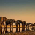 Beverly Joubert Instagram - Welcome to our next iLCP Takeover — iLCP Senior Fellow @beverlyjoubert “Hi all, I’m Beverly Joubert (@BeverlyJoubert), a wildlife photographer and National Geographic Explorer-at-Large. I’m thrilled to be taking over as guest editor for @ilcp_photographers this week to share the remarkable landscapes and magnificent wildlife of Botswana, an area that @DereckJoubert and I have called our second home for many years. Water is the lifeblood of Botswana's north, and each year as floodwaters from the Angolan Highlands spill onto the flatlands, they saturate the parched soil and transform the landscape, creating the world's largest freshwater inland delta. Elephants are almost synonymous with the Okavango. These enormous animals carve pathways through the floodplains as they trace its snaking channels and spillways. Massive mammals have massive hydration needs and elephants must drink at least 150 litres of water a day to sustain their huge bodies. As herds trek through the drenched landscape, they forge trails in their wake creating passage for other animals that need to navigate through the dense reeds and thick vegetation. Myriad species depend on the services of these grey giants and even though their populations remain stable in the Delta, poaching and habitat loss still pose a significant threat to the future of this iconic species.” -@beverlyjoubert Join us this week to learn all about Beverly’s work in the Okavango Delta! _______ #ilcp #ilcp_photographers #wildlifephotography #okavangodelta #africanwildlife #conservationphotography
