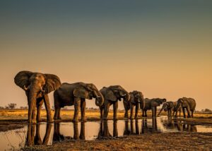 Beverly Joubert Instagram - Welcome to our next iLCP Takeover — iLCP Senior Fellow @beverlyjoubert 

“Hi all, I’m Beverly Joubert (@BeverlyJoubert), a wildlife photographer and National Geographic Explorer-at-Large. I’m thrilled to be taking over as guest editor for @ilcp_photographers this week to share the remarkable landscapes and magnificent wildlife of Botswana, an area that @DereckJoubert and I have called our second home for many years.

Water is the lifeblood of Botswana's north, and each year as floodwaters from the Angolan Highlands spill onto the flatlands, they saturate the parched soil and transform the landscape, creating the world's largest freshwater inland delta. Elephants are almost synonymous with the Okavango. These enormous animals carve pathways through the floodplains as they trace its snaking channels and spillways.

Massive mammals have massive hydration needs and elephants must drink at least 150 litres of water a day to sustain their huge bodies. As herds trek through the drenched landscape, they forge trails in their wake creating passage for other animals that need to navigate through the dense reeds and thick vegetation. Myriad species depend on the services of these grey giants and even though their populations remain stable in the Delta, poaching and habitat loss still pose a significant threat to the future of this iconic species.” -@beverlyjoubert

Join us this week to learn all about Beverly’s work in the Okavango Delta!
_______
#ilcp #ilcp_photographers #wildlifephotography #okavangodelta #africanwildlife #conservationphotography