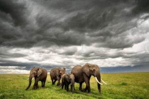Beverly Joubert Instagram - Beneath clouds swollen with the promise of rain, a herd of elephants trek across an open plain in Kenya. In our years documenting Africa's remarkable wild species, we've always been inspired by the intelligence, sentience and unity of elephants. Sadly, despite their iconic status as the world's largest land mammals, elephant numbers (like so many others) are dwindling. This Endangered Species Day we face grim statistics: wildlife populations have declined by an average of 69% between 1970 and 2018 and more than 41,000 of the species on the IUCN Red List are threatened with extinction. Although these figures make for dire reading, we have not lost hope. Much like elephants that show resilience and strength in the face of difficult challenges, we too must unite and find effective solutions to live alongside wild species and give them the space they need to thrive.⁣
⁣
#endangeredspecies #endangeredspeciesday #elephants
