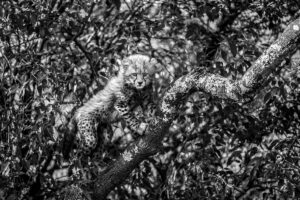 Beverly Joubert Instagram - While filming in the Mara we watched as this cub – the more adventurous of the four that we documented for our film The Way of the Cheetah – clambered into the branches of a tree and almost completely disappeared in the dappled foliage. We’re thankful for every moment we share with the world’s most charismatic and threatened species and are constantly reminded of the delicate balance of the natural world and the role we play in its preservation. Our inspiration comes not only from the wild spaces where we are most at home, but also from other passionate conservationists who have dedicated their lives to protecting our planet. ⁣⁣
⁣⁣
I’m thrilled that this photo could be included in a campaign honouring Dr Jane Goodall and the massive contribution she has made to science and conservation. Today, she celebrates her 90th birthday and can look back on an incredible legacy of advocacy, compassion and stewardship that is felt across the globe.⁣⁣
⁣⁣
In her honor, @vital.impacts is partnering with @janegoodallinst to shine a spotlight on the breathtaking work of 90 remarkable women photographers that Jane has inspired. Each image tells a story of resilience, beauty, and the urgent need to protect our planet.⁣⁣
⁣⁣
Please dive into this stunning gallery and keep a look out for more photos that will be showcased in the coming weeks: bit.ly/celebratejane90

#JaneGoodall #cheetah #wildlifeconservation #HappyBirthdayJane