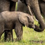 Beverly Joubert Instagram - Elephant trunks contain thousands of muscles, and it can take calves some time to master their usage. Luckily for the youngsters, mom is always close by to help ...⁣ ⁣ #elephants #wildlife #nature