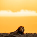 Beverly Joubert Instagram - Following a territorial tussle with a rival male, this dominant duo basked in the last light of the day, confident that they had successfully defended their turf. In a highly competitive and harsh environment like theirs, the key to survival often lies in alliances. The challenges of accessing resources, securing territory, and achieving genetic success are amplified when faced alone. Male lion coalitions are frequently forged between siblings, but they can also develop between unrelated cats, out of necessity and mutual advantage. The daily struggles of lion life become much more manageable when shared.⁣ ⁣ #bigcats #lions #bigcatsofinstagram