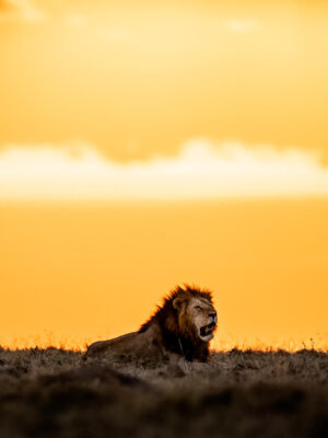 Beverly Joubert Instagram - Following a territorial tussle with a rival male, this dominant duo basked in the last light of the day, confident that they had successfully defended their turf. In a highly competitive and harsh environment like theirs, the key to survival often lies in alliances. The challenges of accessing resources, securing territory, and achieving genetic success are amplified when faced alone. Male lion coalitions are frequently forged between siblings, but they can also develop between unrelated cats, out of necessity and mutual advantage. The daily struggles of lion life become much more manageable when shared.⁣
⁣
#bigcats #lions #bigcatsofinstagram