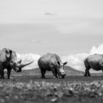 Beverly Joubert Instagram - This trio of white rhinos – one of which exhibited a magnificent front horn – were content to graze on an open plain, providing the perfect opportunity for me to snap a low-angle shot. White rhinos are usually more docile than their hooked-lipped relatives, but it's still important not to encroach on their space, so I used a telephoto lens to document this scene from a distance. ⁣ ⁣ All species of rhinos remain heavily threatened by poaching and habitat loss, and these prehistoric creatures have become symbolic of human greed and thoughtlessness. But for us, they are beacons of hope. White rhinos were once on the precipice of extinction in South Africa, but thanks to the incredible dedication and passion of a team of conservationists, the species was given a fighting chance. Although rhinos are, once again, under significant threat, their plight has not gone unnoticed. If we work together, we can save them.⁣ ⁣⁣ #rhinos #wildlife #nature #stoprhinopoaching