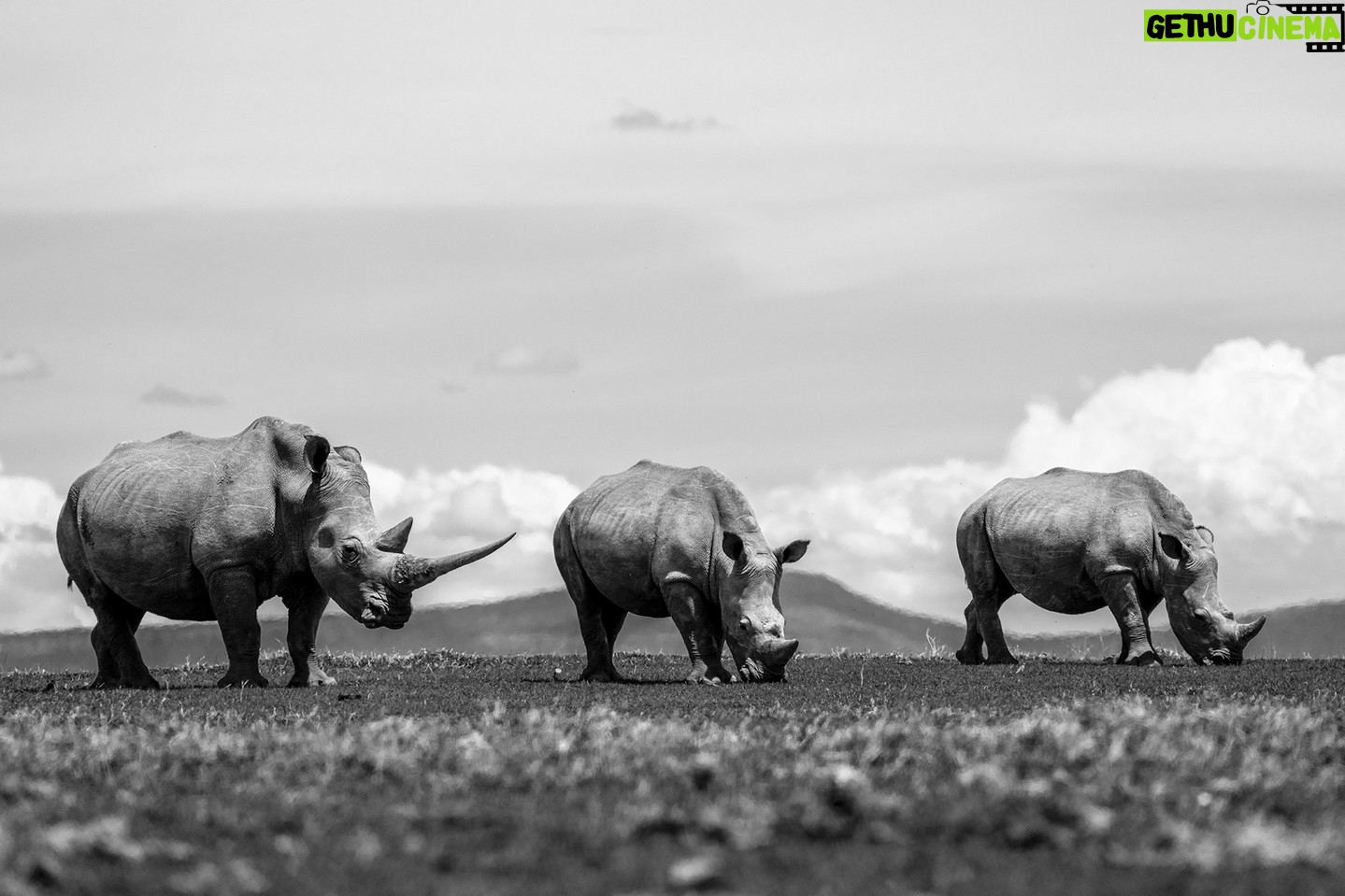 Beverly Joubert Instagram - This trio of white rhinos – one of which exhibited a magnificent front horn – were content to graze on an open plain, providing the perfect opportunity for me to snap a low-angle shot. White rhinos are usually more docile than their hooked-lipped relatives, but it's still important not to encroach on their space, so I used a telephoto lens to document this scene from a distance. All species of rhinos remain heavily threatened by poaching and habitat loss, and these prehistoric creatures have become symbolic of human greed and thoughtlessness. But for us, they are beacons of hope. White rhinos were once on the precipice of extinction in South Africa, but thanks to the incredible dedication and passion of a team of conservationists, the species was given a fighting chance. Although rhinos are, once again, under significant threat, their plight has not gone unnoticed. If we work together, we can save them. #rhinos #wildlife #nature #stoprhinopoaching