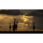 Beverly Joubert Instagram - There's a special elegance and grace reserved for giraffes. That silhouette, unmistakable against a golden sky, floats with purpose and poise across the savannah. Their unique form has awed visitors to Africa for centuries, but like so many other species, giraffes are in trouble. Populations have plummeted by 40% in just the last 30 years, and there are now fewer than 70,000 mature individuals left in the wild. We know what must be done to save them: prioritise conservation efforts, safeguard habitats, address threats like illegal hunting. If we don't act now, we stand to lose these iconic creatures forever.⁣ ⁣ #giraffes #giraffeconservation #wildlifeconservation