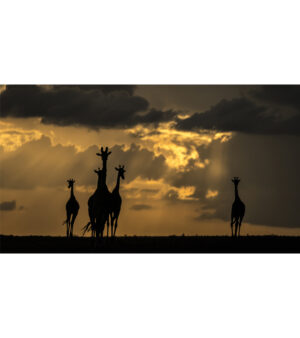Beverly Joubert Instagram - There's a special elegance and grace reserved for giraffes. That silhouette, unmistakable against a golden sky, floats with purpose and poise across the savannah. Their unique form has awed visitors to Africa for centuries, but like so many other species, giraffes are in trouble. Populations have plummeted by 40% in just the last 30 years, and there are now fewer than 70,000 mature individuals left in the wild. We know what must be done to save them: prioritise conservation efforts, safeguard habitats, address threats like illegal hunting. If we don't act now, we stand to lose these iconic creatures forever.⁣
⁣
#giraffes #giraffeconservation #wildlifeconservation