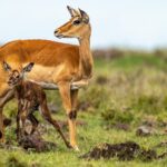 Beverly Joubert Instagram - Summer has arrived in the Southern Hemisphere. When rains soak the grasslands of Kenya’s Maasai Mara, they trigger an abundance of new life. Tiny gazelles take their first tentative steps under the watch of their protective mothers. Newborn antelope are quick learners, and after just a few wobbly steps, this calf was moving around confidently and with surprising agility. Keeping up with mom could be a lifesaver on these predator-rich savannahs, so the sooner this newborn can master mobility, the better.⁣ ⁣ #wildlife #Mara #nature