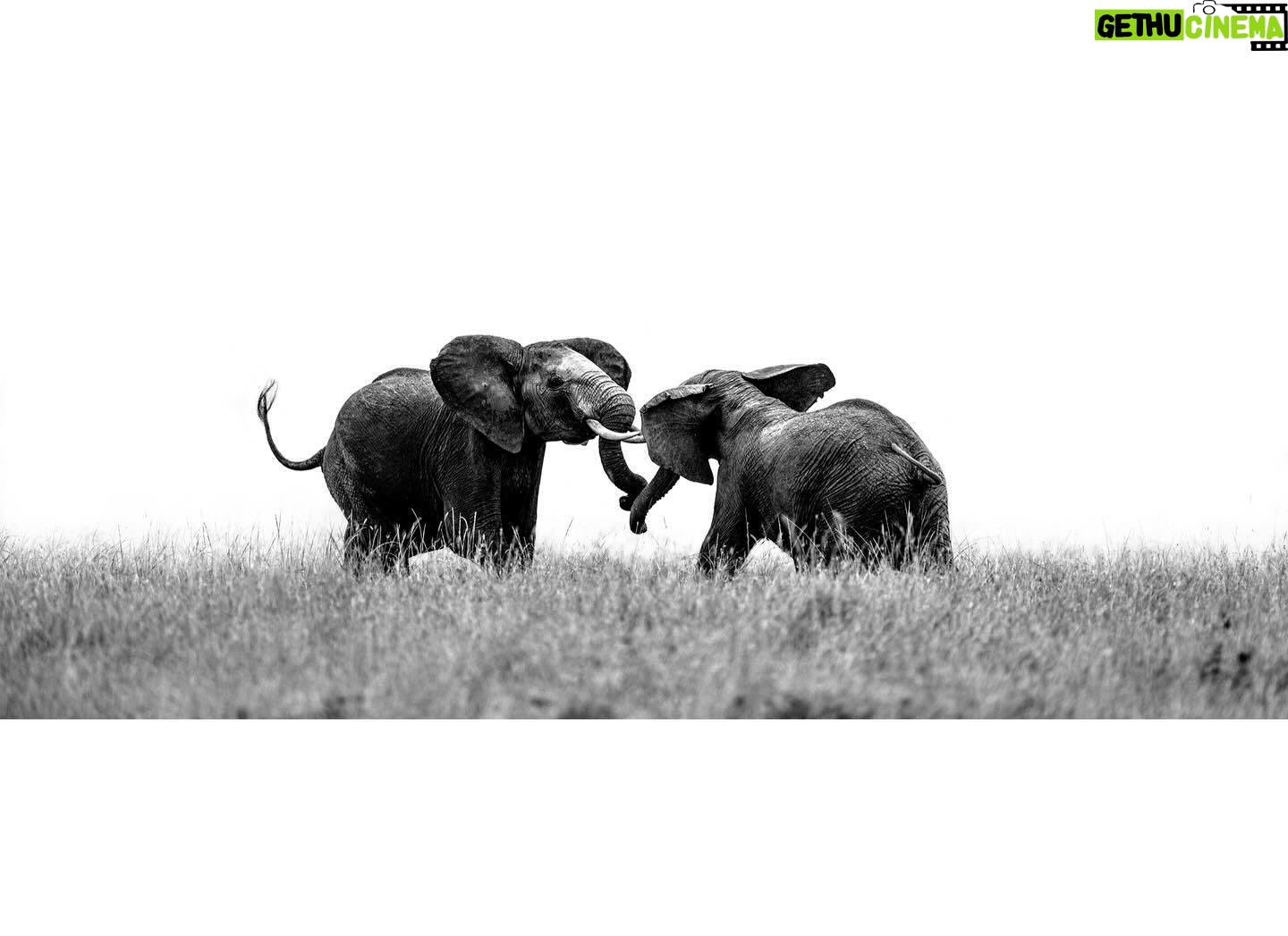 Beverly Joubert Instagram - Elephant herds are governed by complex social dynamics that sometimes play out in dramatic fashion when these giants clash for dominance. Typically docile by nature, elephants occasionally erupt in explosive bouts of head clashing and tusk wrangling to settle disputes, eke out their role in the herd or simply to blow off steam. These scuffles rarely end in significant injury, but serious battles between dominant bulls can be fatal. Thankfully, these two youngsters were just testing their boundaries. #wildlife #elephant