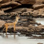 Beverly Joubert Instagram - Ever alert, this black-backed jackal paused momentarily while quenching its thirst to scan its surroundings for a potential meal or any approaching threats. Jackals are highly adaptable, hardy survivors, capable of thriving in a variety of landscapes, from city suburbs to parched deserts. Their extensive range sometimes puts them in conflict with humans as they stray onto farmlands and occasionally prey on livestock or domestic dogs. In wild areas where larger predators have been eliminated, jackals play a critical role in controlling prey species and removing potentially diseased carcasses from the landscape.⁣ ⁣ #wildlife #nature #jackal