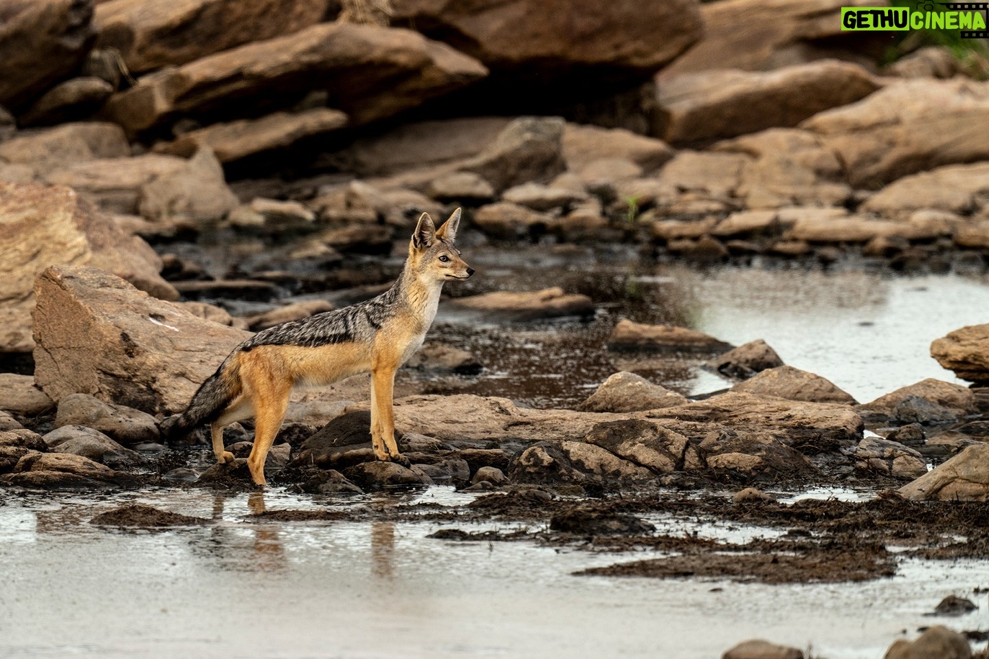 Beverly Joubert Instagram - Ever alert, this black-backed jackal paused momentarily while quenching its thirst to scan its surroundings for a potential meal or any approaching threats. Jackals are highly adaptable, hardy survivors, capable of thriving in a variety of landscapes, from city suburbs to parched deserts. Their extensive range sometimes puts them in conflict with humans as they stray onto farmlands and occasionally prey on livestock or domestic dogs. In wild areas where larger predators have been eliminated, jackals play a critical role in controlling prey species and removing potentially diseased carcasses from the landscape. #wildlife #nature #jackal
