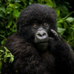 Beverly Joubert Instagram - This young gorilla paused while feasting on lush vegetation in the forest canopy of Rwanda's Volcanoes National Park. Great apes are our closest living relatives. We share over 98 percent of our DNA with gorillas, and when looking into the eyes of these incredible animals, we see a little of ourselves staring back. Primates also play a vital and under-appreciated role in healthy ecosystems, helping disperse seeds and aiding in the regeneration of forests. ⁣⁣ ⁣⁣ But gorillas are heavily threatened. Poaching for bushmeat and trade continues to contribute to the decline of populations, forcing both Eastern and Western gorillas to the brink. This #WorldMonkeyDay, let's take a moment to appreciate all primate species and remind ourselves of the urgent need to protect them.⁣ ⁣ #gorilla #wildlife #nature