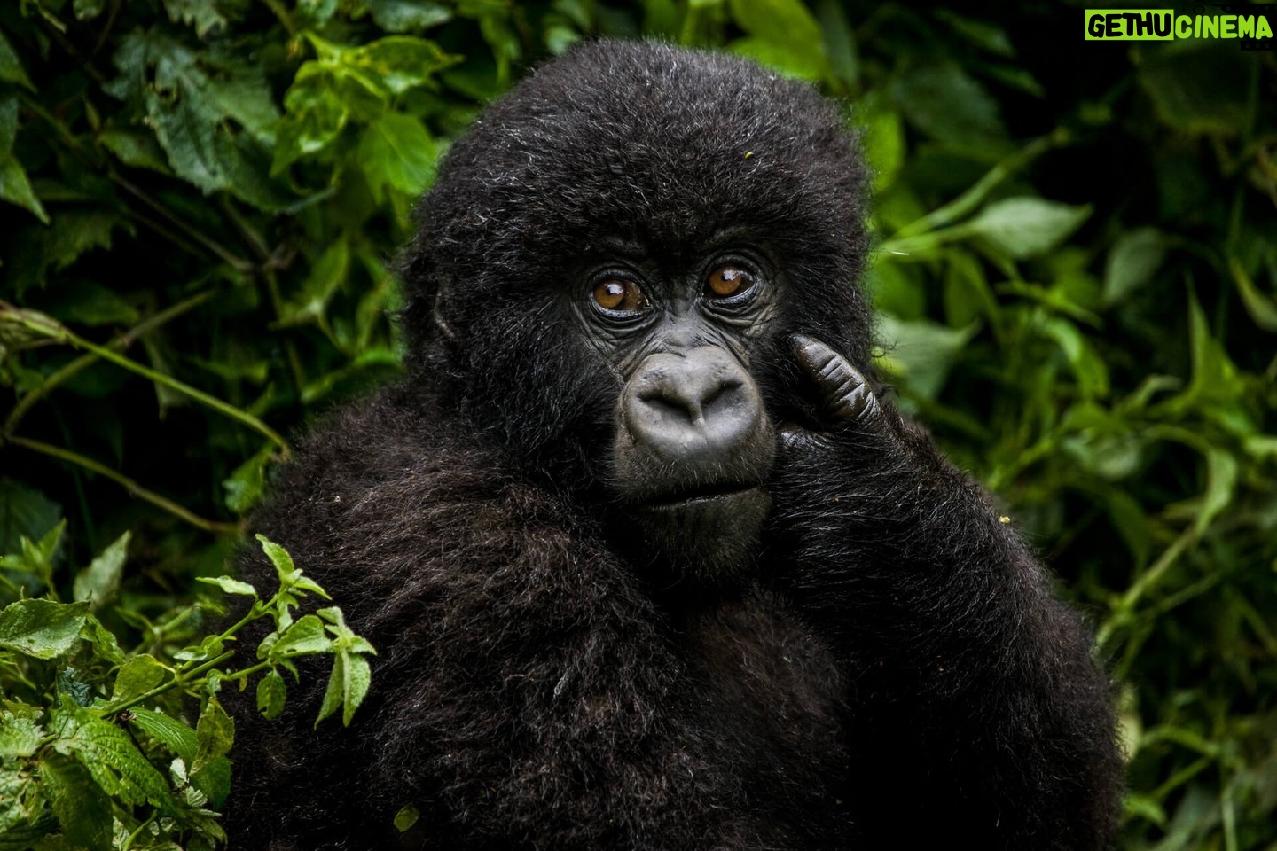 Beverly Joubert Instagram - This young gorilla paused while feasting on lush vegetation in the forest canopy of Rwanda's Volcanoes National Park. Great apes are our closest living relatives. We share over 98 percent of our DNA with gorillas, and when looking into the eyes of these incredible animals, we see a little of ourselves staring back. Primates also play a vital and under-appreciated role in healthy ecosystems, helping disperse seeds and aiding in the regeneration of forests. But gorillas are heavily threatened. Poaching for bushmeat and trade continues to contribute to the decline of populations, forcing both Eastern and Western gorillas to the brink. This #WorldMonkeyDay, let's take a moment to appreciate all primate species and remind ourselves of the urgent need to protect them. #gorilla #wildlife #nature