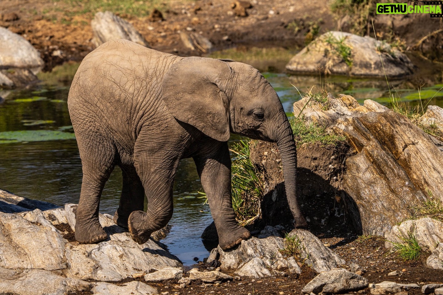 Beverly Joubert Instagram - Elephants may look ungainly, but these lumbering giants are surprisingly agile. Beneath the wrinkled skin on their pillar-like feet is a complex, uniquely adapted anatomy. Although the elephants' toes are not visible, they are orientated in a partially vertical position, almost as though they are walking on tiptoes. A thick fatty pad helps support their substantial weight and protects their feet from sharp thorns or pointy rocks. Elephants will typically avoid the high-energy costs of clambering up steep slopes, but when a climb is unavoidable, they certainly have the equipment to take on the challenge. #elephant #wildlife #nature