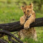 Beverly Joubert Instagram - For lion cubs, a fallen tree is a jungle gym that provides hours of entertainment. We feel privileged to be able to watch these incredible cats in their natural habitat, learning the ropes and testing their limits; however, encounters like this can be bittersweet. Lions have been eradicated from much of their former range and are heavily threatened by habitat loss, poaching and human-wildlife conflict. But there is hope. Our Big Cats Initiative (run by @GreatPlainsFoundation) helps fund vital lion conservation projects, and through collaborative efforts, we hope to give these iconic predators a fighting chance.⁣ ⁣⁣ #lions #bigcats #bigcatsofinstagram