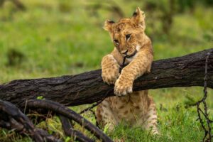Beverly Joubert Instagram - For lion cubs, a fallen tree is a jungle gym that provides hours of entertainment. We feel privileged to be able to watch these incredible cats in their natural habitat, learning the ropes and testing their limits; however,  encounters like this can be bittersweet. Lions have been eradicated from much of their former range and are heavily threatened by habitat loss, poaching and human-wildlife conflict. But there is hope. Our Big Cats Initiative (run by @GreatPlainsFoundation) helps fund vital lion conservation projects, and through collaborative efforts, we hope to give these iconic predators a fighting chance.⁣
⁣⁣
#lions #bigcats #bigcatsofinstagram