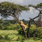 Beverly Joubert Instagram – Of all the feline qualities – strength, stealth, speed, agility – lions were not gifted with arboreal finesse. In the evolutionary marketplace, these big cats traded nimbleness for strength, preferring to spend most of their time on the ground stalking and chasing down prey. That’s not to say that lions cannot climb trees, of course. Like most cats, they are armed with retractable claws that make scrambling up tree trunks possible, but their heavy set bodies are not quite lithe enough for them to be completely comfortable in the treetops. They’re certainly up for the challenge, though.⁣
⁣
#wildlife #bigcats #lions