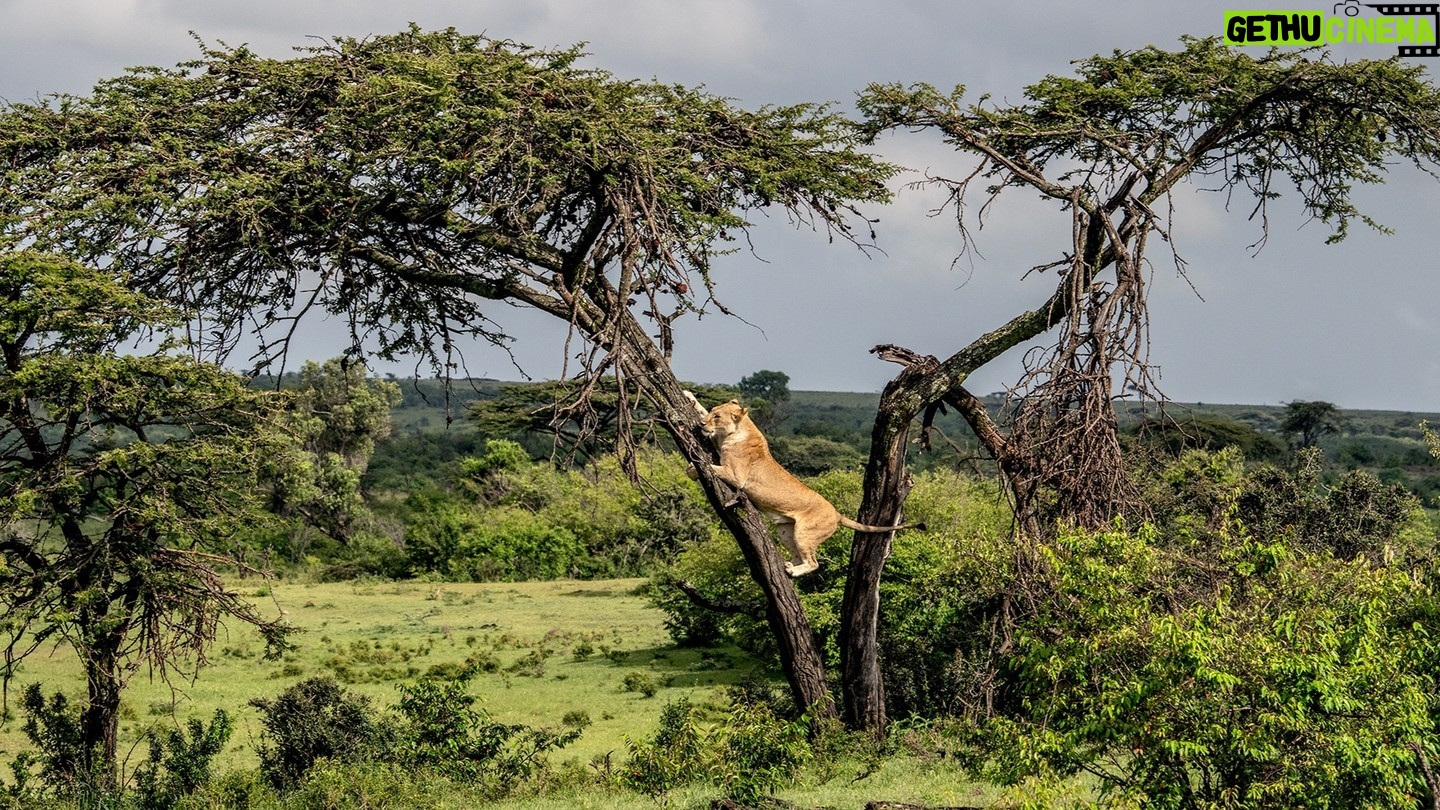 Beverly Joubert Instagram - Of all the feline qualities – strength, stealth, speed, agility – lions were not gifted with arboreal finesse. In the evolutionary marketplace, these big cats traded nimbleness for strength, preferring to spend most of their time on the ground stalking and chasing down prey. That's not to say that lions cannot climb trees, of course. Like most cats, they are armed with retractable claws that make scrambling up tree trunks possible, but their heavy set bodies are not quite lithe enough for them to be completely comfortable in the treetops. They're certainly up for the challenge, though. #wildlife #bigcats #lions