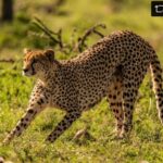 Beverly Joubert Instagram - #Repost from @natgeo Intensely focused, this cheetah gives a piercing gaze across the plains of Kenya’s Masai Mara. Among Africa’s iconic big cats, cheetahs stand out as perhaps the most stark example of threats converging to imperil a species—from shallow gene pools to habitat loss to the illegal trade. New and emerging issues, including some related to climate change, are adding to the pressure—and often unfolding in unexpected ways. Recent research, for example, shows that rising temperatures are pushing cheetahs to shift their hunting habits to the cooler night hours, a behavior that not only complicates their survival strategies but also intensifies competition with other carnivores. In the face of these complex challenges, it is crucial for us to recognize the urgency of conservation efforts for both cheetahs and precious ecosystems like the Masai Mara.