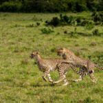 Beverly Joubert Instagram - Like all cats, cheetahs have a zealous curiosity and playfulness that helps drive their development from uncoordinated cubs to masterful hunters. Playtime is more than just an excuse to use up some of their boundless energy; it's an opportunity to learn vital skills that will one day allow the cats to hunt for themselves. Cubs usually stay with their mothers for around 18 months before facing the daunting task of roaming the savannahs alone. Male siblings will sometimes form hunting coalitions, but many cheetahs live solitary lives. Sadly, the mortality rate for cubs is high, and many of them do not make it to adulthood. When coupled with a continually growing list of unnatural threats like poaching, habitat loss and – in some areas – trafficking for the pet trade, cheetahs face an uncertain future.⁣ ⁣ #cheetah #wildlife #nature