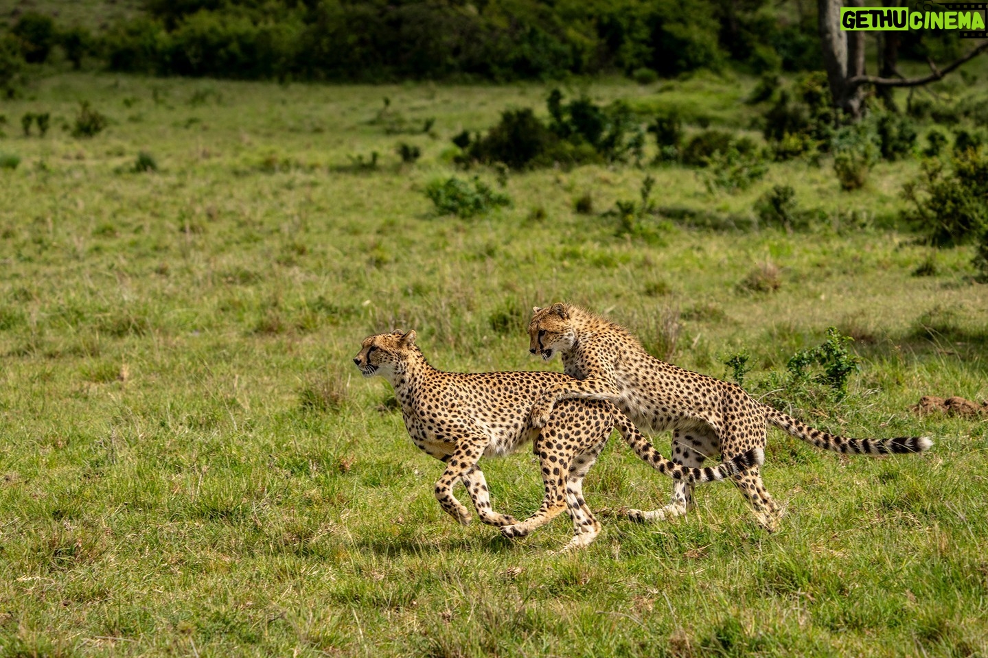 Beverly Joubert Instagram - Like all cats, cheetahs have a zealous curiosity and playfulness that helps drive their development from uncoordinated cubs to masterful hunters. Playtime is more than just an excuse to use up some of their boundless energy; it's an opportunity to learn vital skills that will one day allow the cats to hunt for themselves. Cubs usually stay with their mothers for around 18 months before facing the daunting task of roaming the savannahs alone. Male siblings will sometimes form hunting coalitions, but many cheetahs live solitary lives. Sadly, the mortality rate for cubs is high, and many of them do not make it to adulthood. When coupled with a continually growing list of unnatural threats like poaching, habitat loss and – in some areas – trafficking for the pet trade, cheetahs face an uncertain future. #cheetah #wildlife #nature
