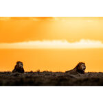 Beverly Joubert Instagram - Following a territorial tussle with a rival male, this dominant duo basked in the last light of the day, confident that they had successfully defended their turf. In a highly competitive and harsh environment like theirs, the key to survival often lies in alliances. The challenges of accessing resources, securing territory, and achieving genetic success are amplified when faced alone. Male lion coalitions are frequently forged between siblings, but they can also develop between unrelated cats, out of necessity and mutual advantage. The daily struggles of lion life become much more manageable when shared.⁣ ⁣ #bigcats #lions #bigcatsofinstagram