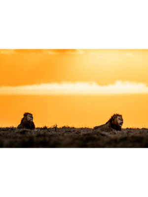 Beverly Joubert Instagram - Following a territorial tussle with a rival male, this dominant duo basked in the last light of the day, confident that they had successfully defended their turf. In a highly competitive and harsh environment like theirs, the key to survival often lies in alliances. The challenges of accessing resources, securing territory, and achieving genetic success are amplified when faced alone. Male lion coalitions are frequently forged between siblings, but they can also develop between unrelated cats, out of necessity and mutual advantage. The daily struggles of lion life become much more manageable when shared.⁣
⁣
#bigcats #lions #bigcatsofinstagram