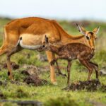 Beverly Joubert Instagram - Summer has arrived in the Southern Hemisphere. When rains soak the grasslands of Kenya’s Maasai Mara, they trigger an abundance of new life. Tiny gazelles take their first tentative steps under the watch of their protective mothers. Newborn antelope are quick learners, and after just a few wobbly steps, this calf was moving around confidently and with surprising agility. Keeping up with mom could be a lifesaver on these predator-rich savannahs, so the sooner this newborn can master mobility, the better.⁣ ⁣ #wildlife #Mara #nature