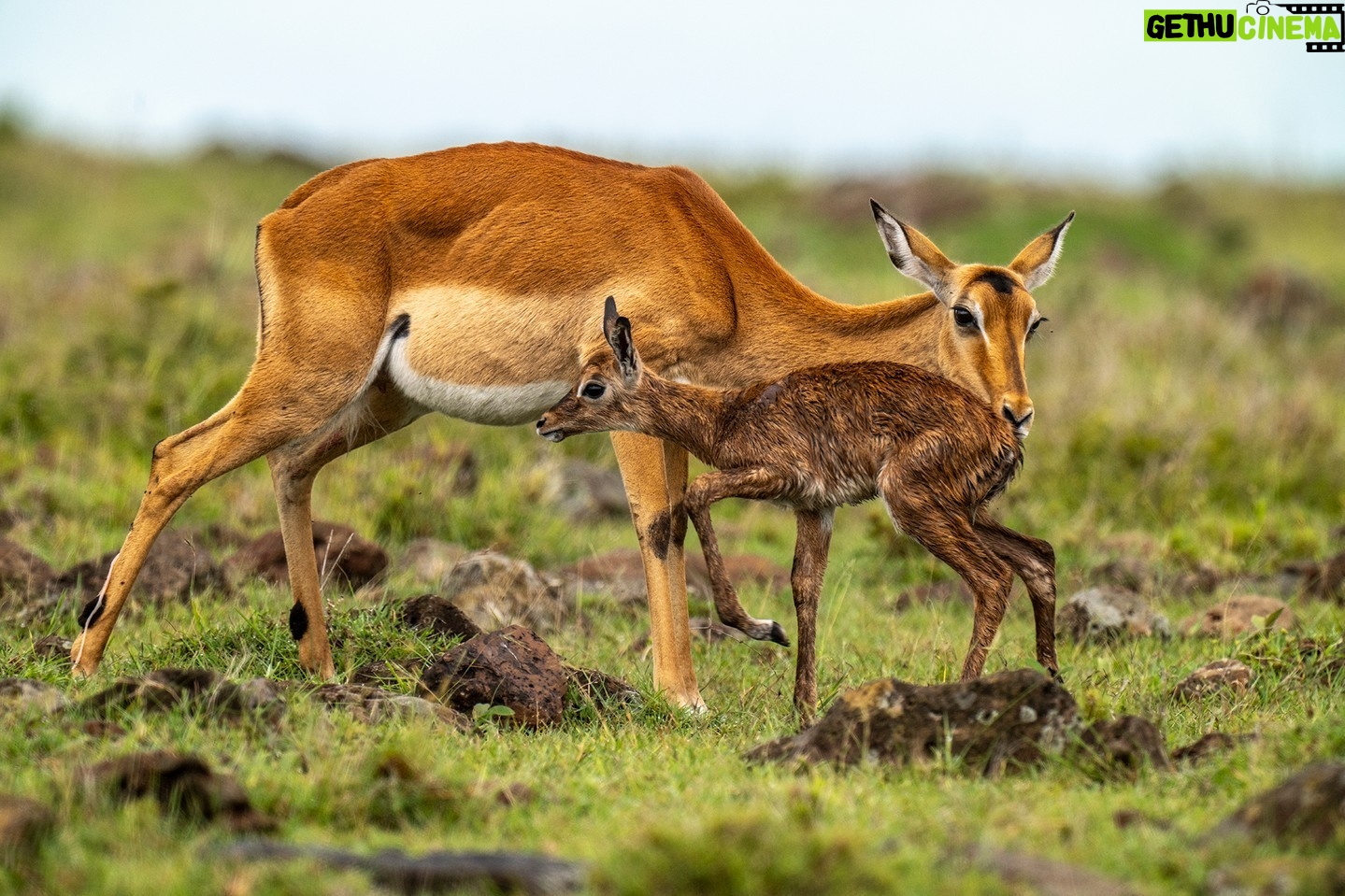 Beverly Joubert Instagram - Summer has arrived in the Southern Hemisphere. When rains soak the grasslands of Kenya’s Maasai Mara, they trigger an abundance of new life. Tiny gazelles take their first tentative steps under the watch of their protective mothers. Newborn antelope are quick learners, and after just a few wobbly steps, this calf was moving around confidently and with surprising agility. Keeping up with mom could be a lifesaver on these predator-rich savannahs, so the sooner this newborn can master mobility, the better. #wildlife #Mara #nature