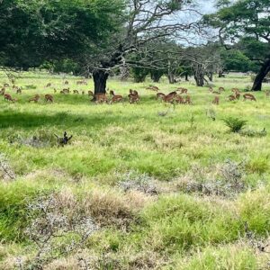 Bhavna Limbachia Instagram - Casela Nature Park | Safari Quad Biking | 16/02/24 
A very rocky but scenic route. Nature at it’s best 🌿 
(Got a bit cocky in the last vid and nearly fell off 🫠) 
♥️🙏🏽🧿

#mauritius #caselanaturepark #safari #safariquadbiking #mauritius🇲🇺