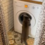 Billur Kalkavan Instagram - Şanslı çok yoruldu bugün 😻 . . . #kedi #cat #çamaşırmakinesi #washingmachine