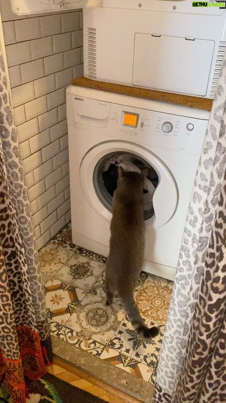 Billur Kalkavan Instagram - Şanslı çok yoruldu bugün 😻 . . . #kedi #cat #çamaşırmakinesi #washingmachine