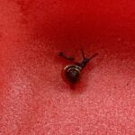 Billur Kalkavan Instagram - Sabah bahçedeki kedilere yemek verirken rastladım ve günüm daha da güzelleşti. Hayatımda ilk defa bebek salyangoz gördüm, baksanıza ne kadar minikler neredeyse karınca kadar… . . . #snail #sümüklüböcek #bebek #baby